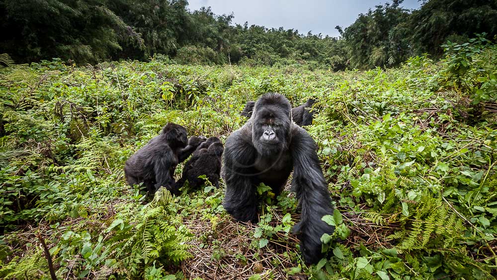 Gorille des montagnes, Rwanda © Christophe Courteau