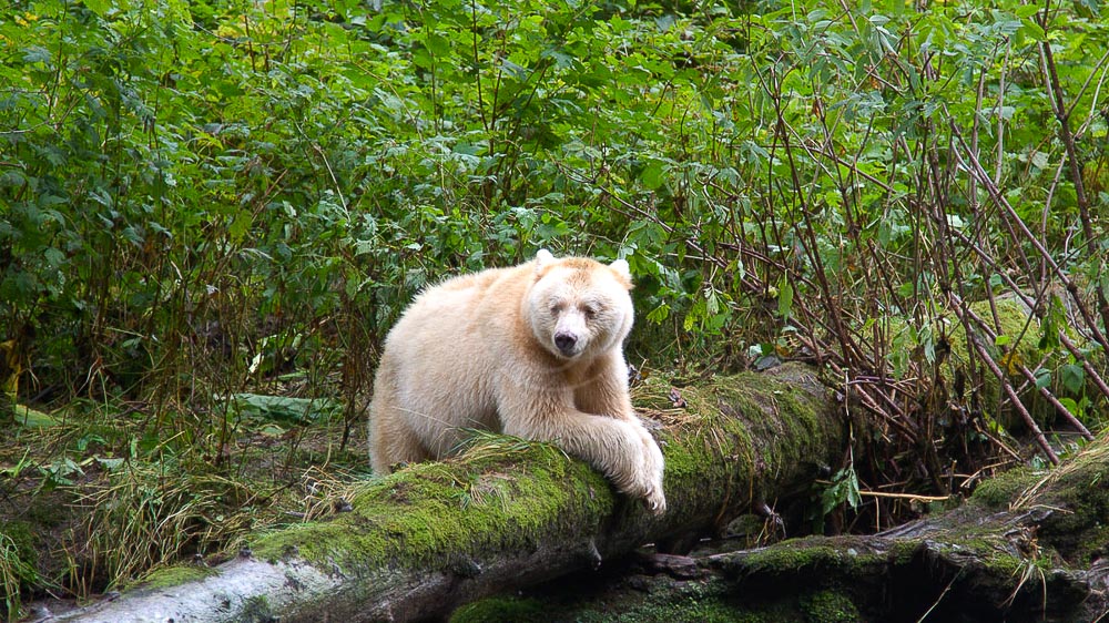 Spirit Bear Lodge, Canada © Spirit Bear Lodge