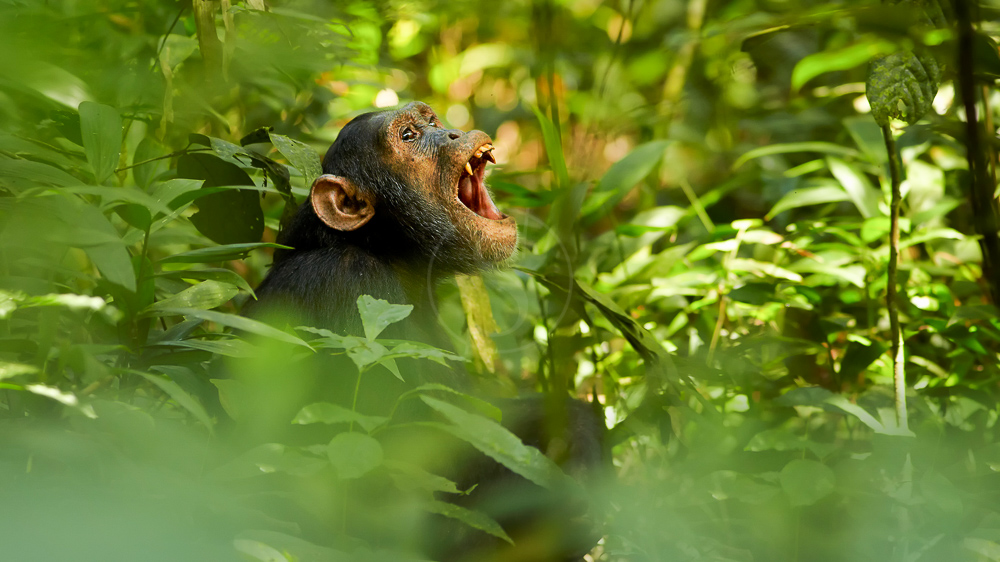 Chimpanzé dans la forêt de Kibale, Ouganda