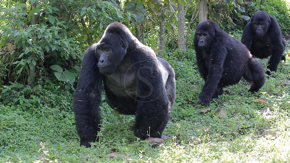 Gorilles des montagnes à Bwindi, Ouganda © Corinne Le G.