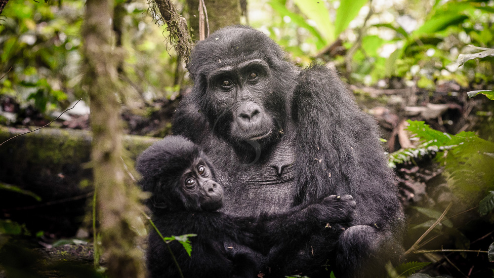 Sanctuary Gorilla Forest Camp, Ouganda © Sanctuary Retreats