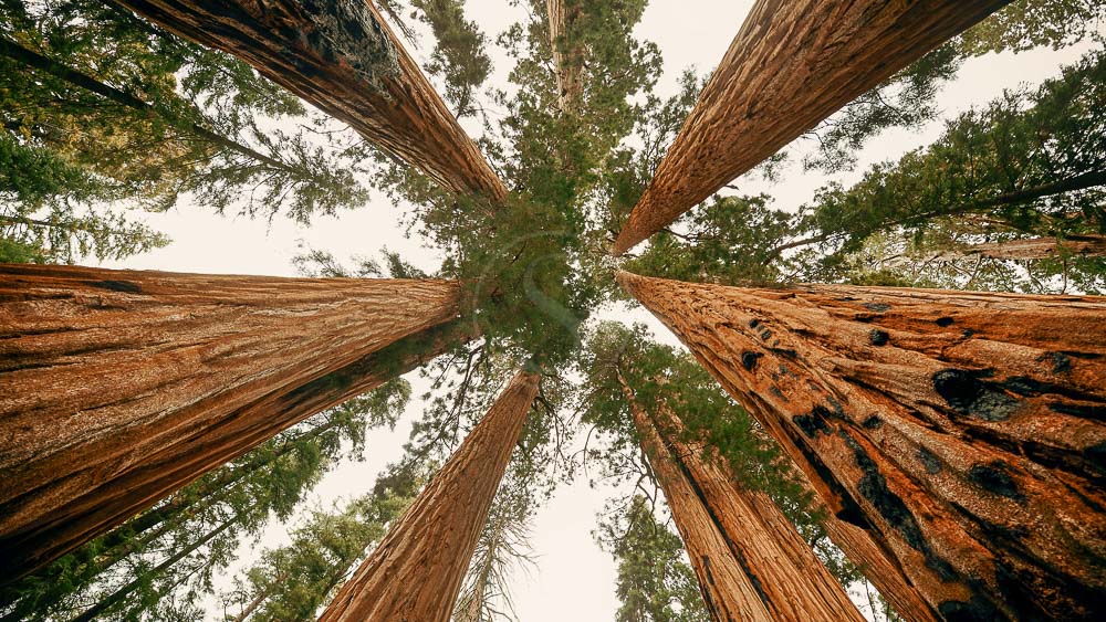 Sequoia National Park, Etats-Unis © Shutterstock