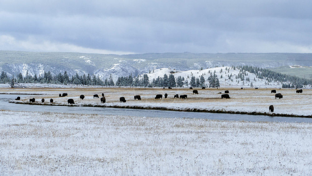 Yellowstone National Park, Etats-Unis © Shutterstock