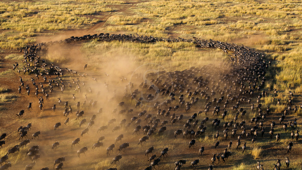 Migration dans le Masai Mara, Kenya © Shutterstock