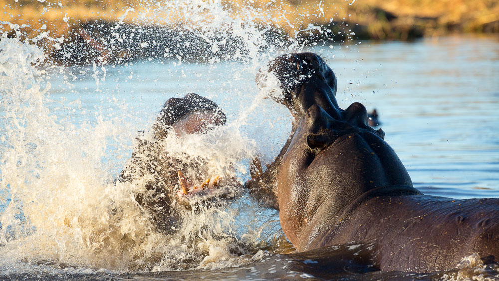 Safari dans la réserve de Moremi, Botswana © Laurent Guillot