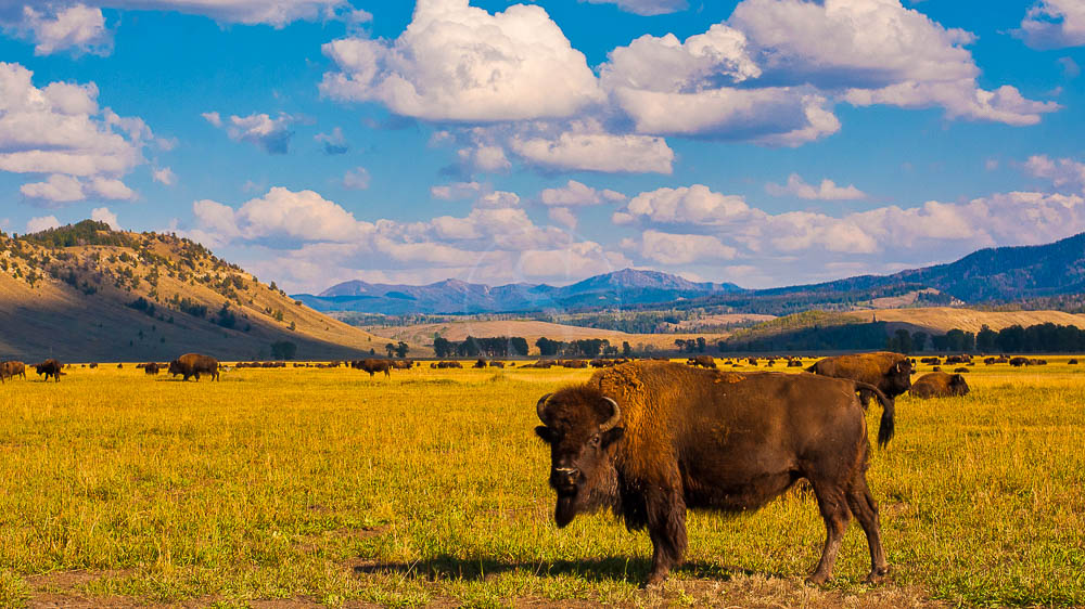 Yellowstone National Park, Etats-Unis © Shutterstock