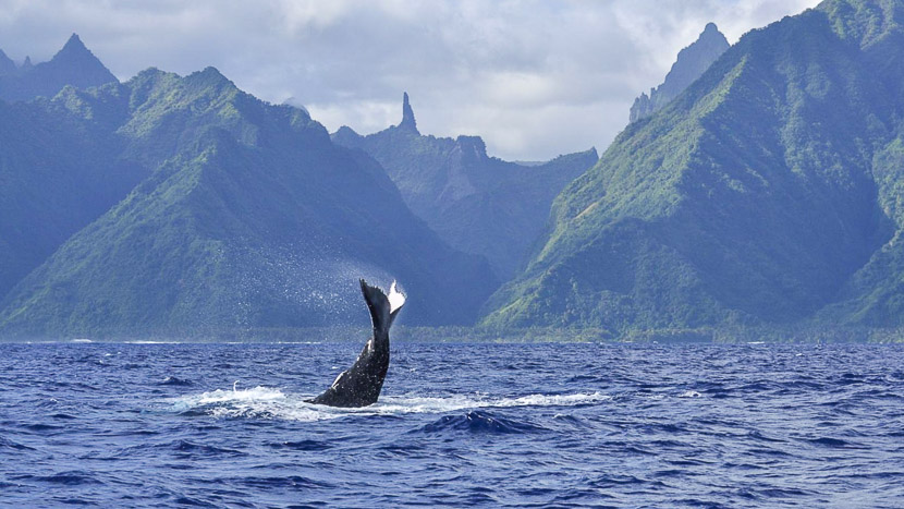 Observer les baleines à Tahiti, Polynésie © Tahiti Islands Travel