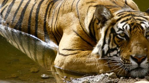 Voyage de luxe en Inde pour voir le tigre