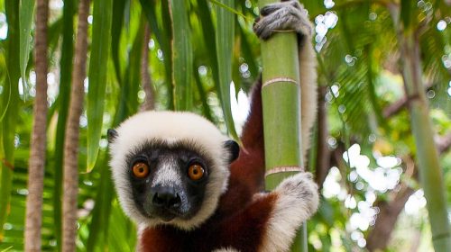 Voyage de luxe à Madagascar