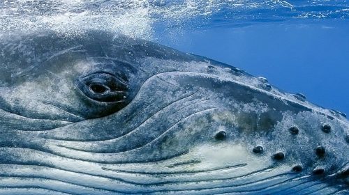 Voir les baleines en Polynésie