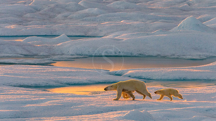 Croisière en Arctique © Ponant