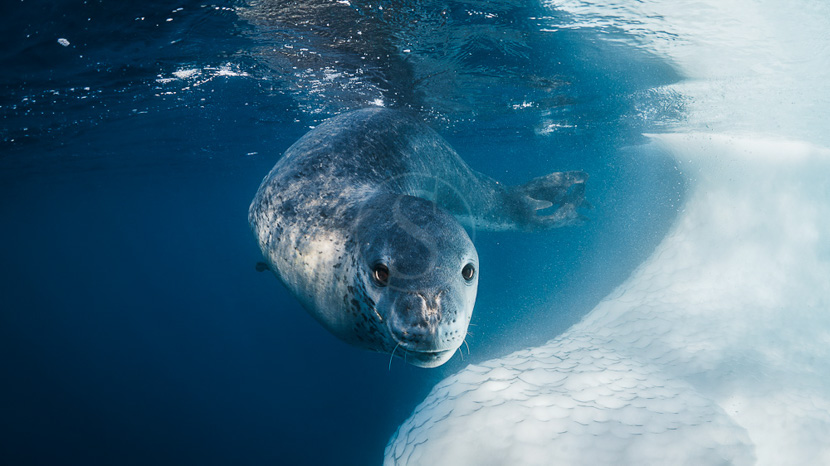 Plongée en Antarctique © Shutterstock