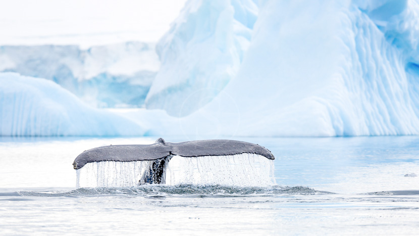 Péninsule, Antarctique © Shutterstock