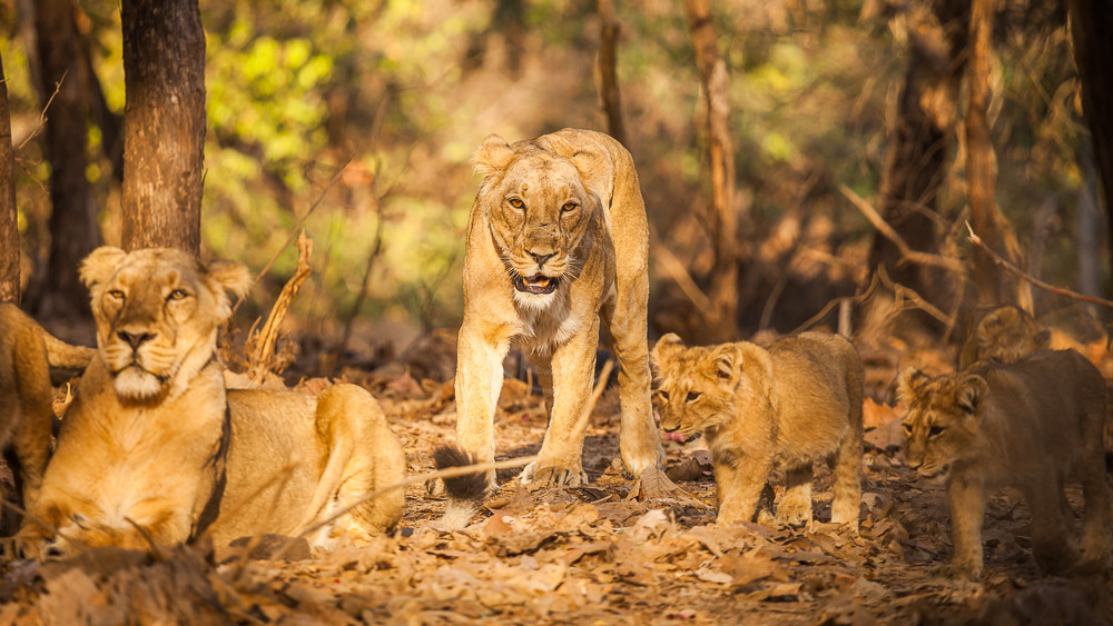 Parc national de Gir, Inde © Shutterstock