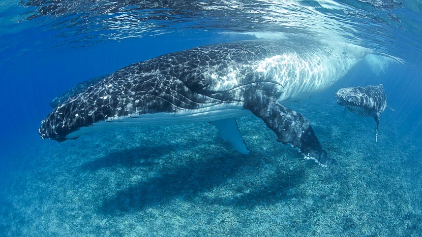 Observer les baleines à Moorea, Polynésie © Tahiti Islands Travel
