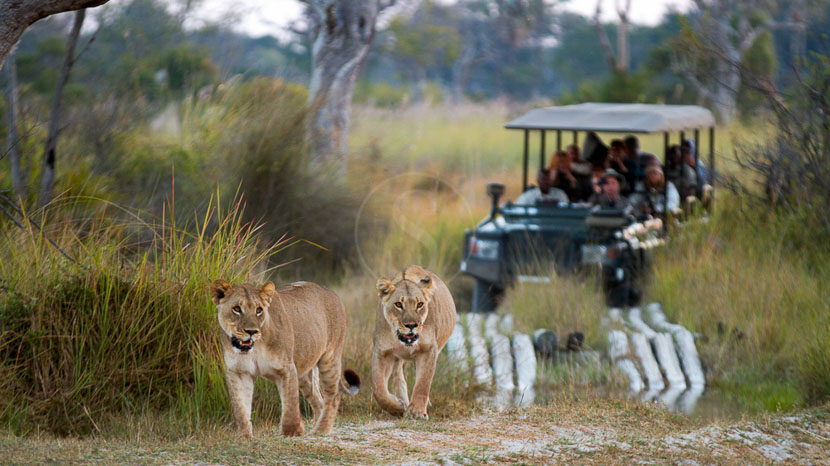 Safari dans le Delta de l'Okavango © L. Guillot