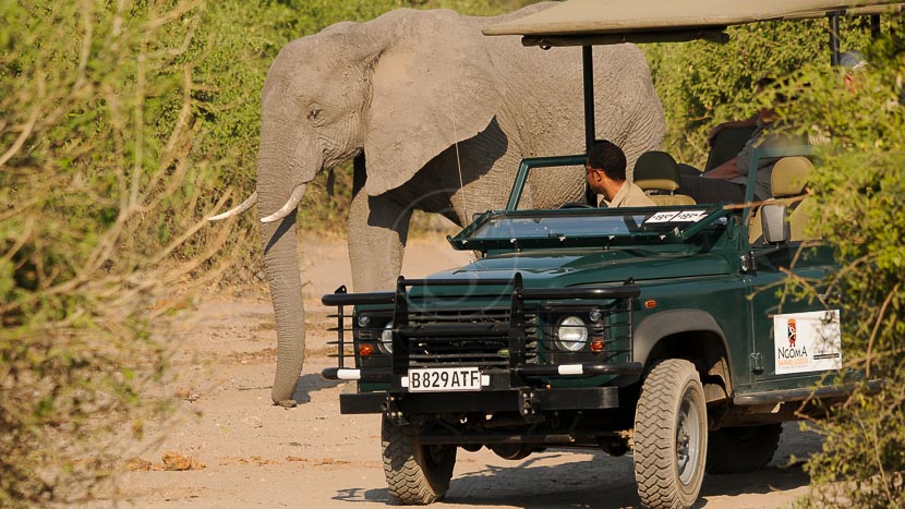 Ngoma Safari Lodge, Botswana © NSL
