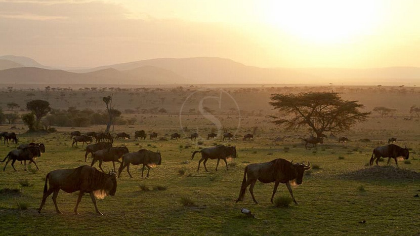 Serengeti Camp, Tanzanie © Nomad