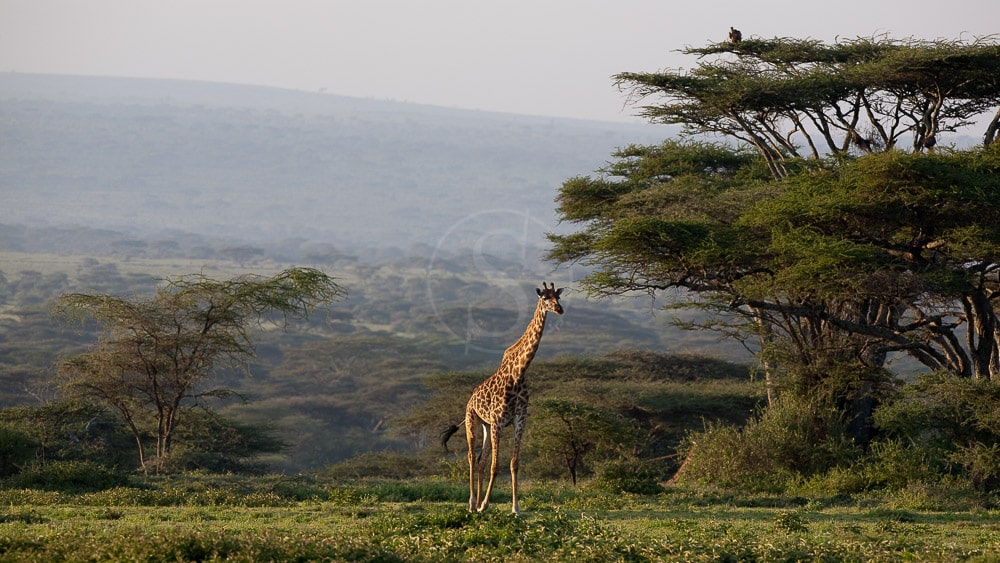 Safari vers Olduvia, Tanzanie
