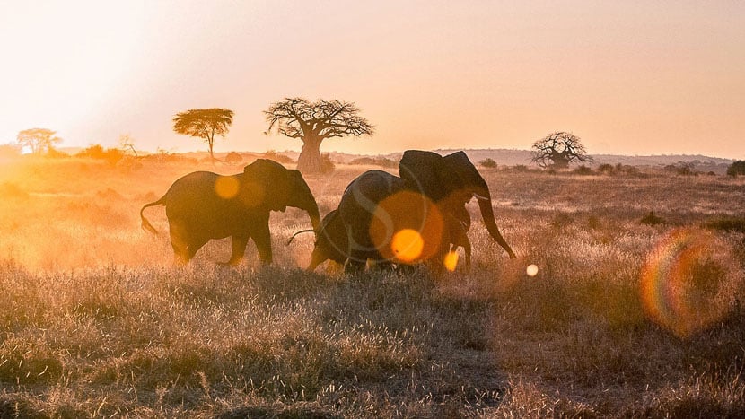 Lamai Serengeti, Tanzanie © Nomad