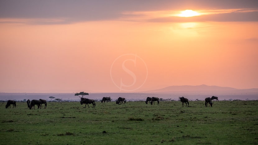 Mara Nyika Camp, Kenya © Great Plains Conservation