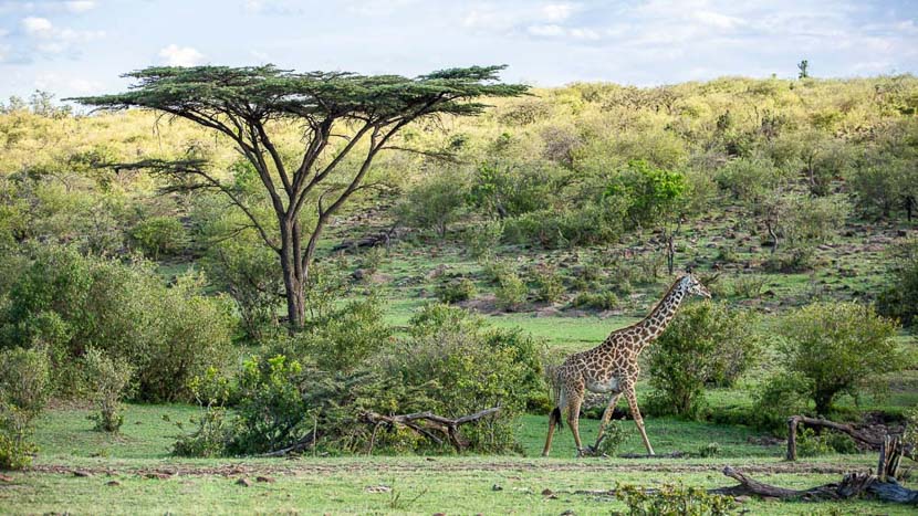 Mara Nyika Camp, Kenya © Great Plains Conservation