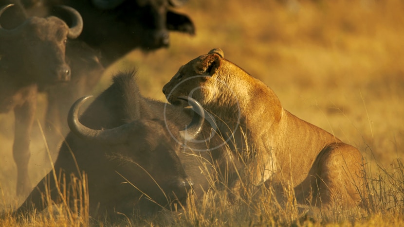Safari à Duba Plains, Botswana © Great Plains Conservation
