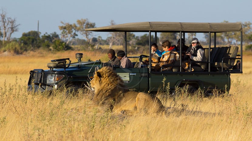 Safari dans le Delta de l'Okavango © L. Guillot