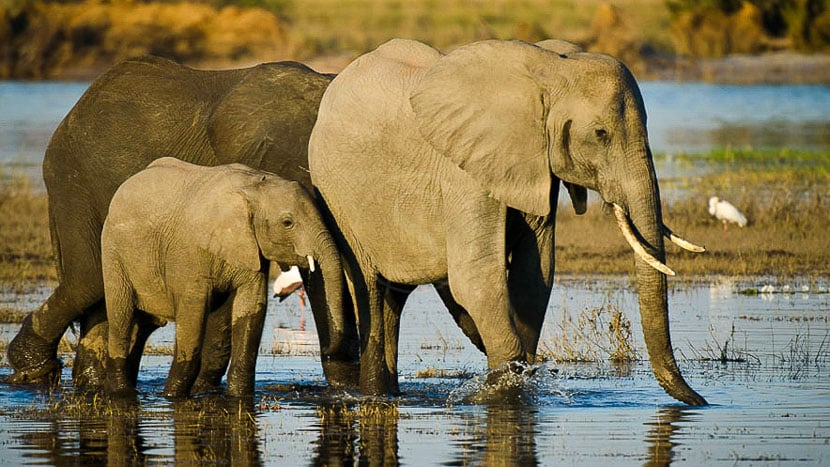 Safari sur la rivière Chobe, Botswana