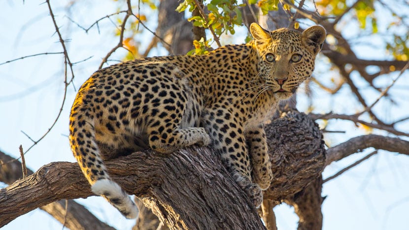 Léopard dans l'Okavango, Botswana
