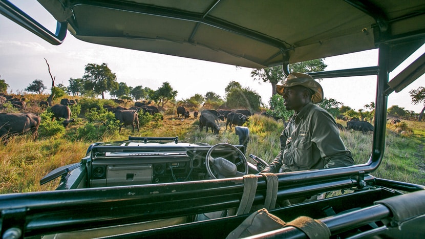 Safari à Duba Plains, Botswana © Great Plains Conservation
