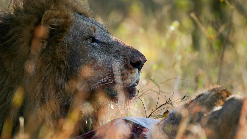 Lions dans le parc Kruger, Afrique du sud