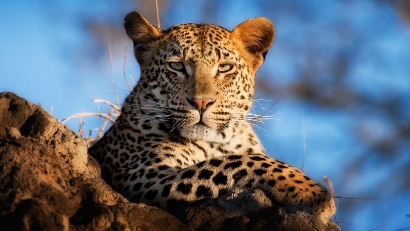 Safari à Londolozi, Afrique du Sud © Londolozi